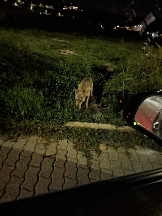 Martinsicuro - Avvistato lupo cecoslovacco in via Trento e sulla Statale 16